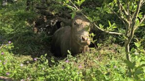 foseptik cukuruna dusen inek is makinesiyle kurtarildi pL6y44cd
