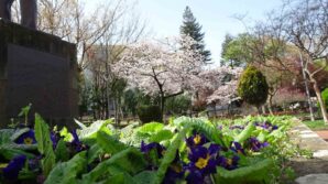 havalar isiniyor polen alerjisine dikkat bMyFqi8g