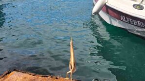 ilk kez gordu cep telefonu ile kayda aldi 1dUvtWCm