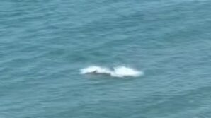 kastamonuda yunus baliklarindan gorsel solen TGcRNYQx