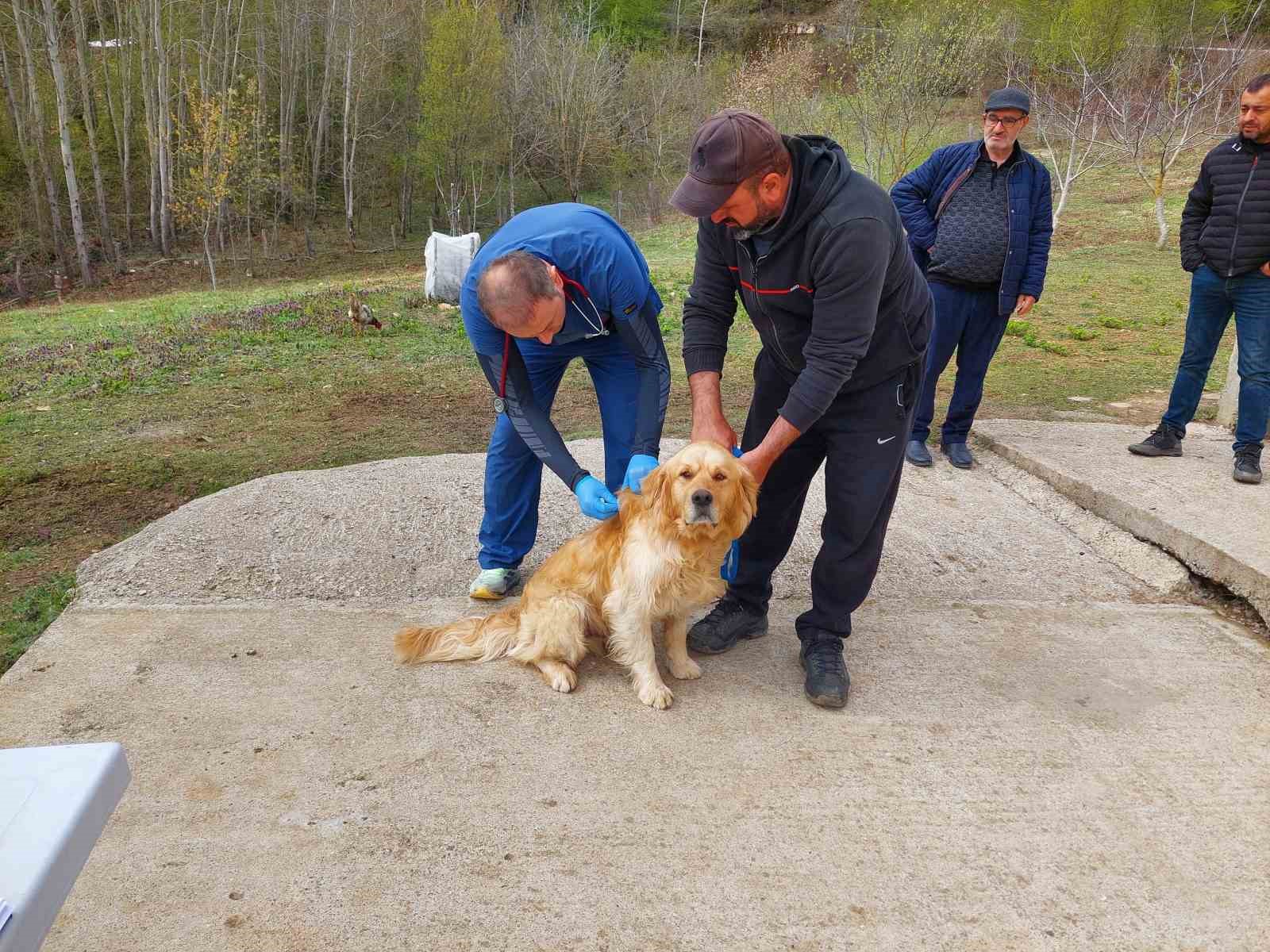 kastamonudaki sahipli kopekler mikrociple kimliklendiriliyor XCRw5Jsk