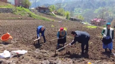 kaymakam ve belediye baskani tarlaya girdi izleyenleri tebessum ettiren anlar ortaya cikti pFCy5ev4