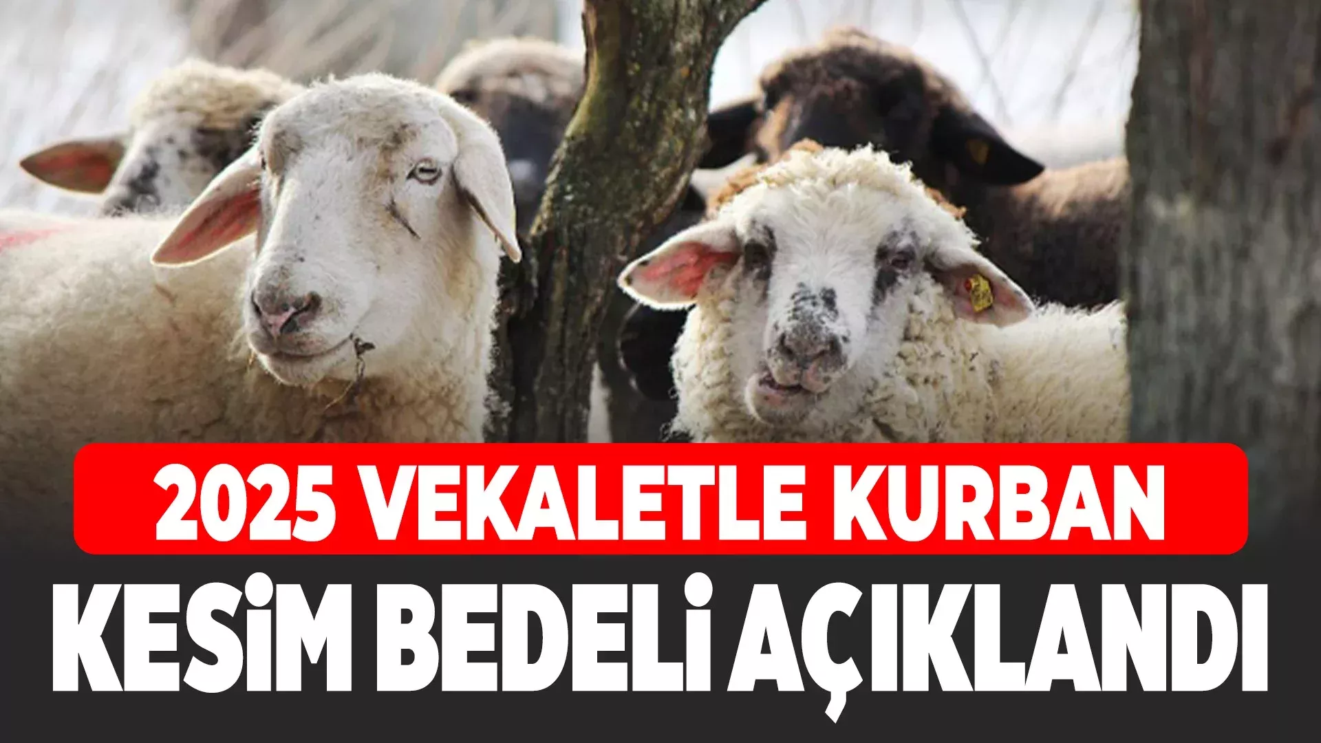 kurban