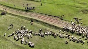 kuzularin anneleriyle bulusmasi renkli goruntulere sahne oldu BccIiLFk