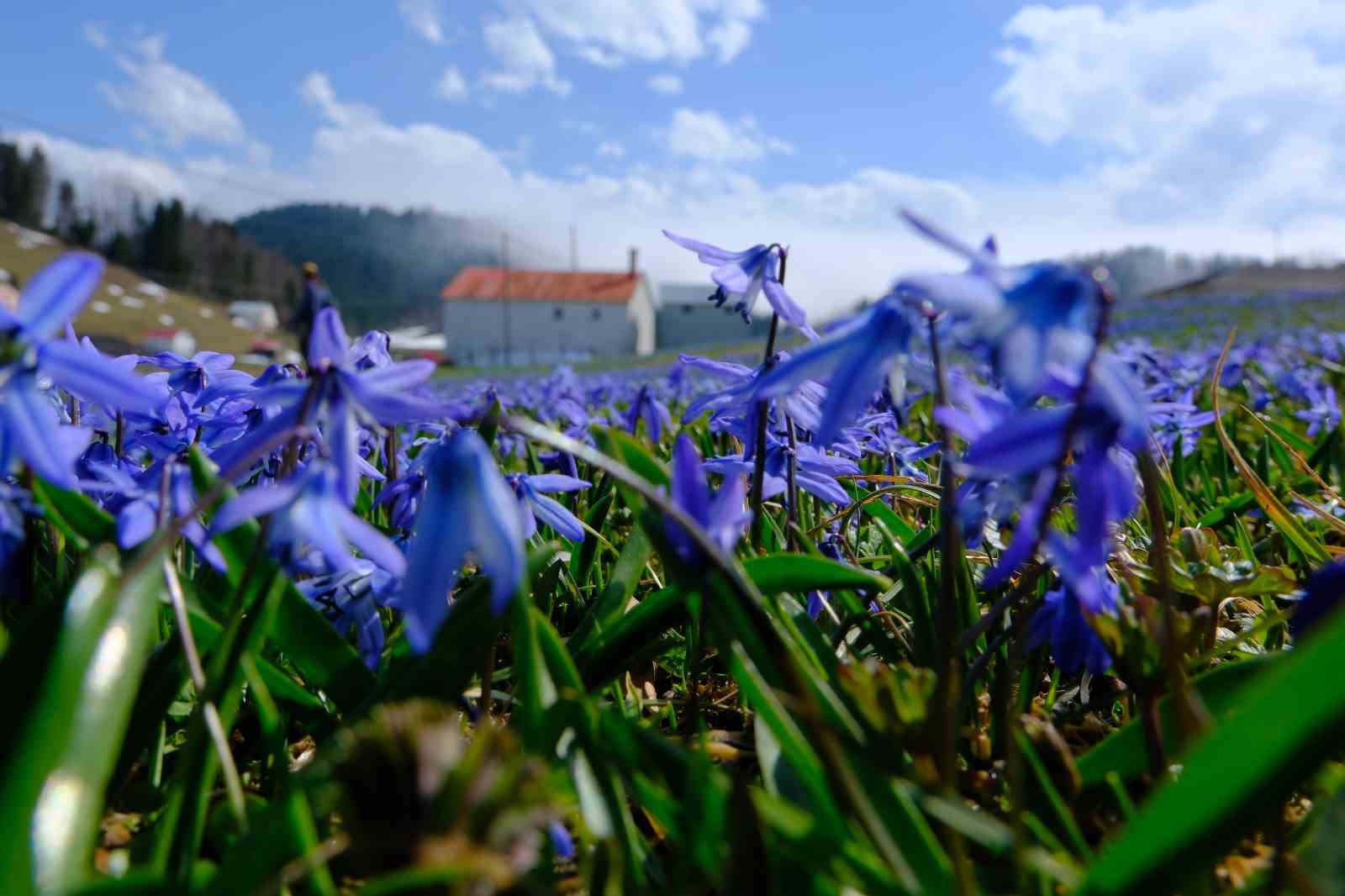 mavi yildiz ciceklerini gormek icin 11 kilometre yuruduler NafmjPXV