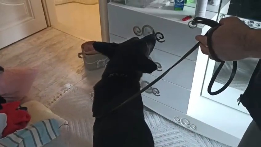 narkotik dedektor kopegi tony 1 kilo 715 gram metamfetamin buldu k7EE77yX