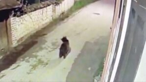 ormanda yiyecek bulamayan ayinin mahalleye indigi anlar kamerada 81rGDUHW