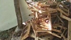 rizede ayi soguk hava deposuna saldirdi 8iuZZua1