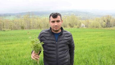 sinopta tarlasinda kenevir ele gecirilen ciftci yasa disi is yapmadik valilik rencide etti p1c6HQSk