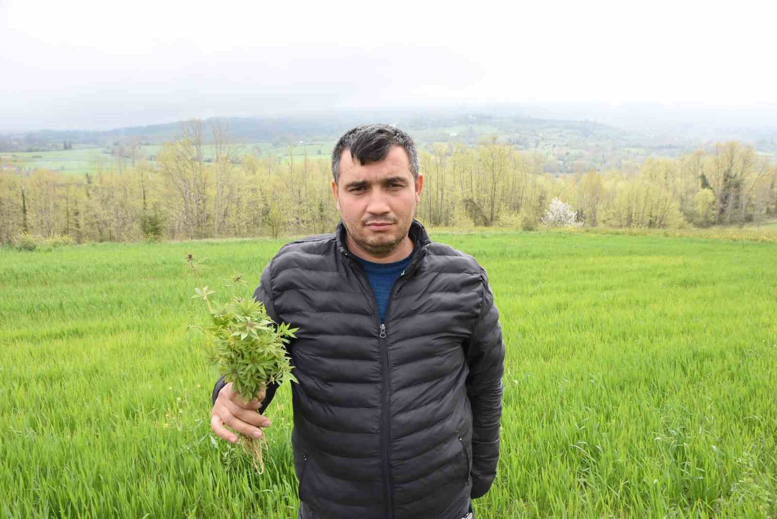 sinopta tarlasinda kenevir ele gecirilen ciftci yasa disi is yapmadik valilik rencide etti p1c6HQSk