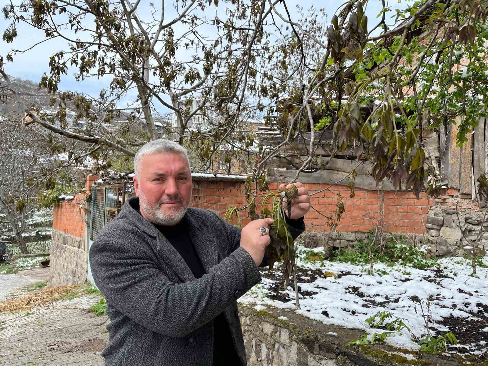 turkiyenin onemli ceviz uretim merkezini zirai don vurdu 6dOmPkp4