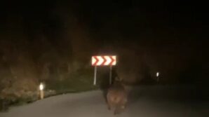 yaban domuzu ve ayi goruntulendi N68jC5HI