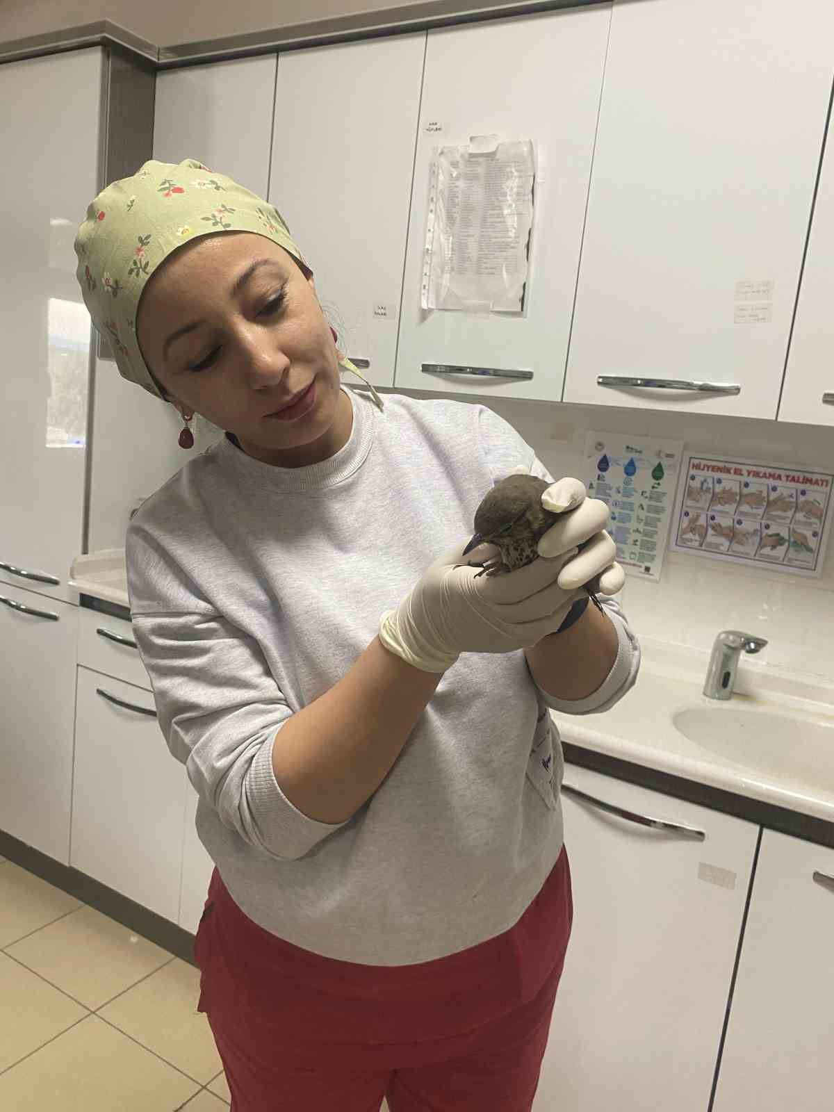 yarali kusun tedavisi hastanede yapildi ZU183KDf