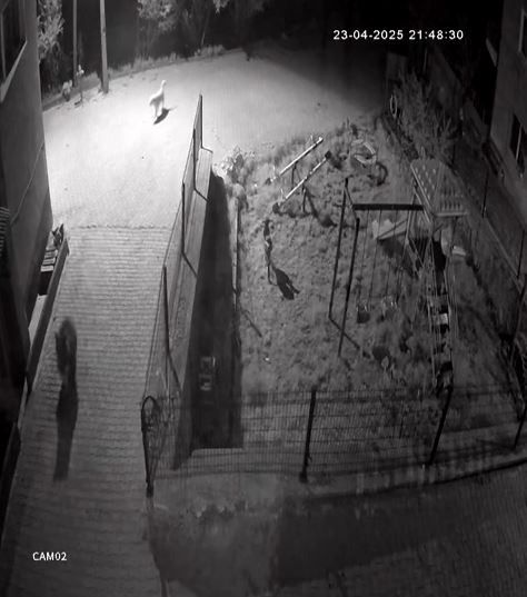 yiyecek aramaya inen ayiyi kopekler kovaladi o anlar kamerada f9Q1DPt1