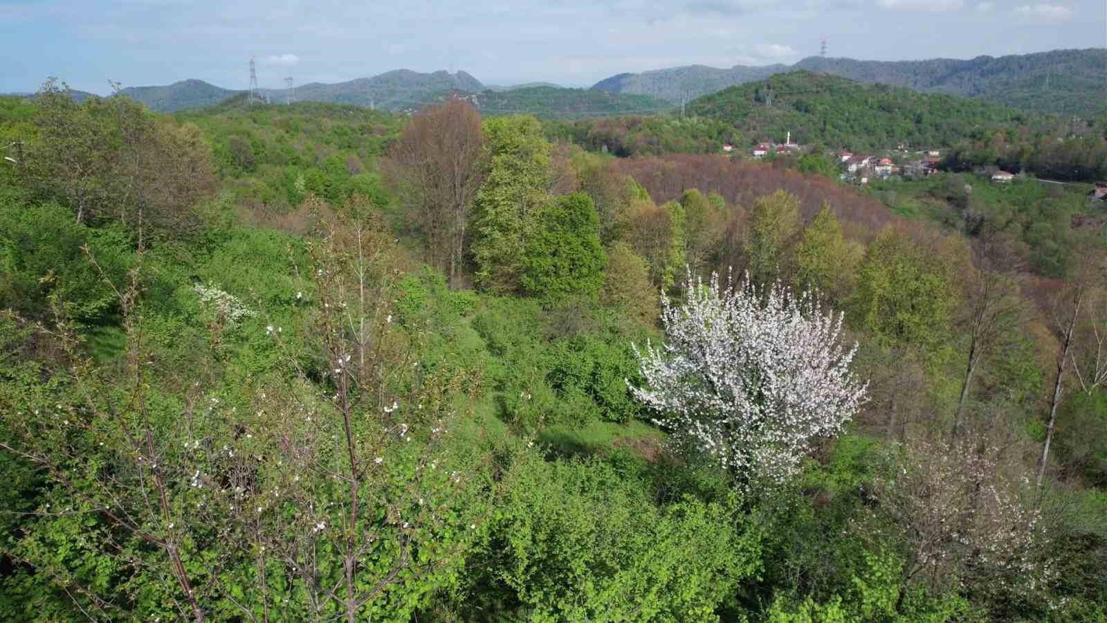 zonguldak ormanlarinda baharin renk cumbusu havadan goruntulendi