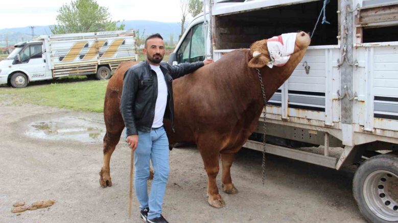 1 ton 150 kilogram agirligindaki pasa 380 bin tlye alicisini bekliyor WGVzJlks