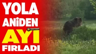 AYI 1
