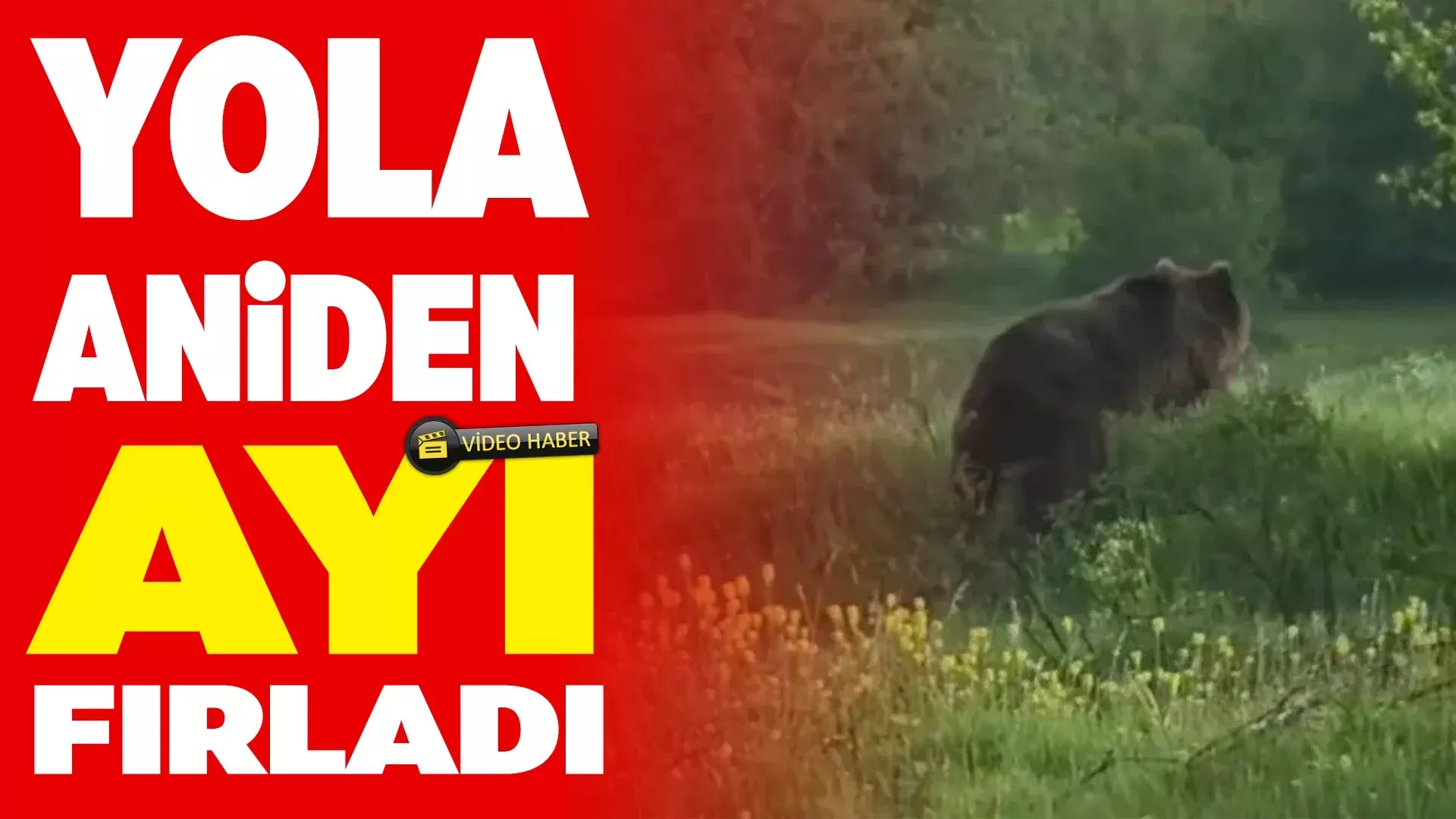 AYI 1