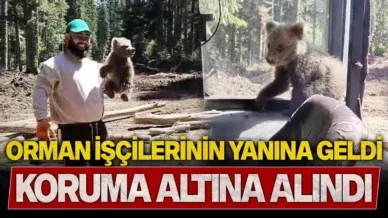 AYI