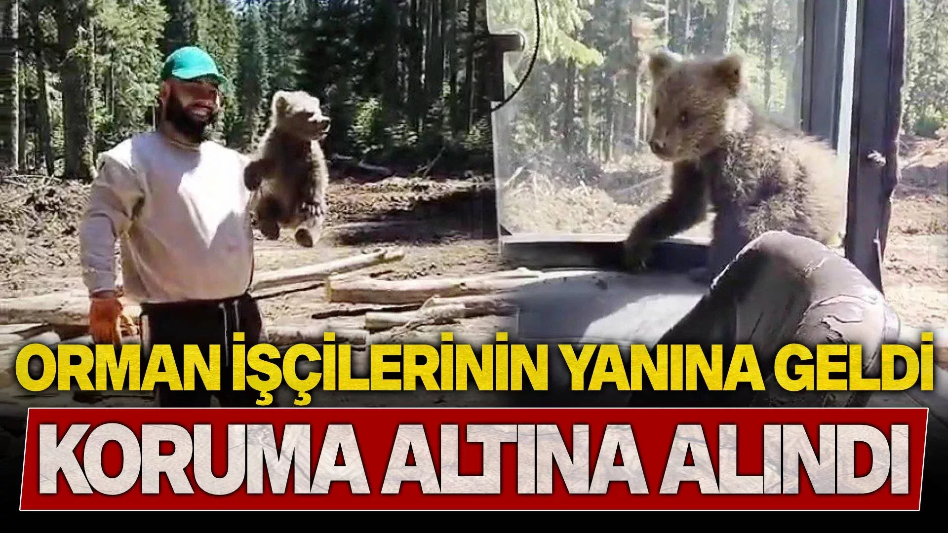 AYI