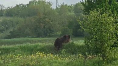 aniden yola cikan ayi cep telefonu kamerasiyla goruntulendi EjzbnaeZ