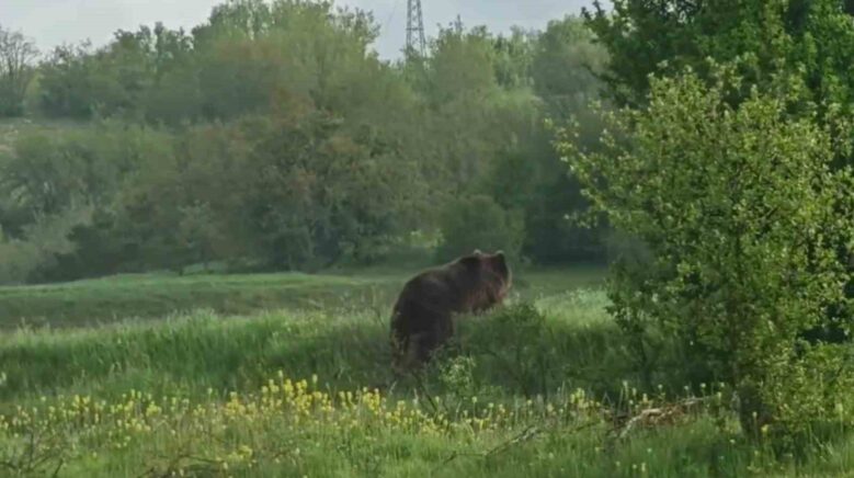 aniden yola cikan ayi cep telefonu kamerasiyla goruntulendi EjzbnaeZ