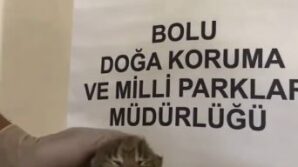 annesini kaybeden yavru vasak korumaya alindi NqsHwBqk