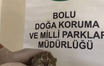 annesini kaybeden yavru vasak korumaya alindi NqsHwBqk