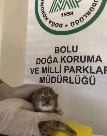 annesini kaybeden yavru vasak korumaya alindi NqsHwBqk