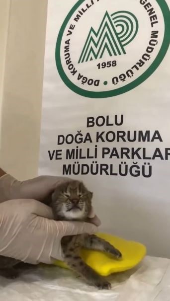 annesini kaybeden yavru vasak korumaya alindi NqsHwBqk