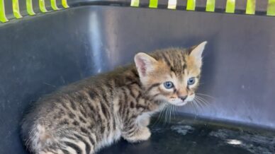 aracin kaputunun altina giren 2 yavru kedi itfaiye ekiplerince kurtarildi zlirOcb8