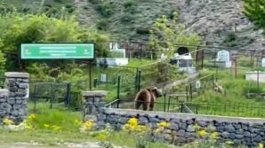 artik her yerdeler eyNKW99x