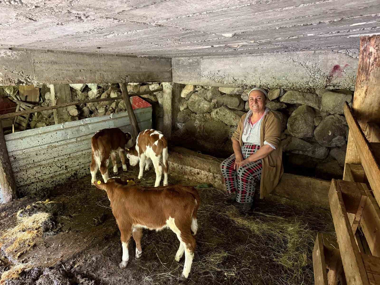 artvinde bir inek dorduz dogurdu aile buyuk sevinc yasadi