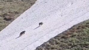 artvinde iki boz ayinin kar uzerindeki eglencesi gorenleri gulumsetti Ebs7W3K5