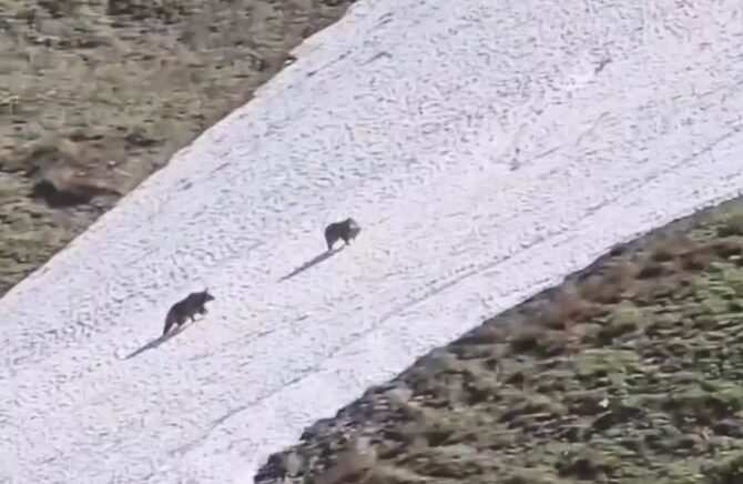 artvinde iki boz ayinin kar uzerindeki eglencesi gorenleri gulumsetti Ebs7W3K5