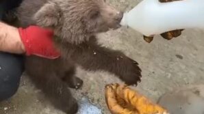 artvinde koyluler tarafindan bulunan yavru ayi ekiplere teslim edildi VgctXQUR