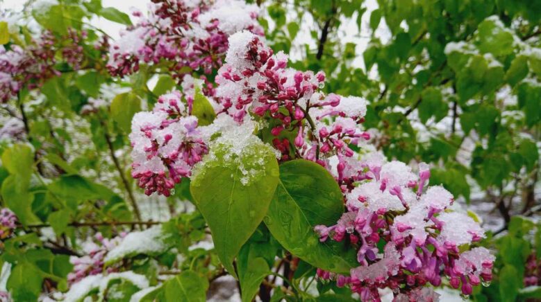 artvinde mayis ayinda kar surprizi 4H2WnpAE