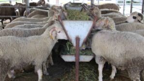 bayrama gunler kala hayvan pazarinda sessizlik alici da satici da kararsiz jVudVCgt