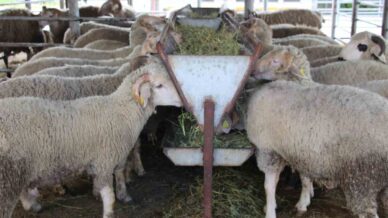 bayrama gunler kala hayvan pazarinda sessizlik alici da satici da kararsiz jVudVCgt