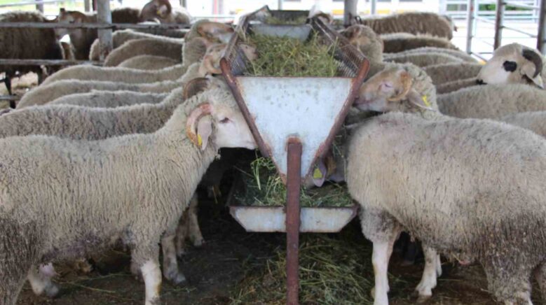 bayrama gunler kala hayvan pazarinda sessizlik alici da satici da kararsiz jVudVCgt