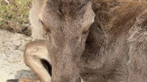 boluda 3 ayda 15 yaban hayvani tedavi edilerek dogaya salindi KvQjcmIb