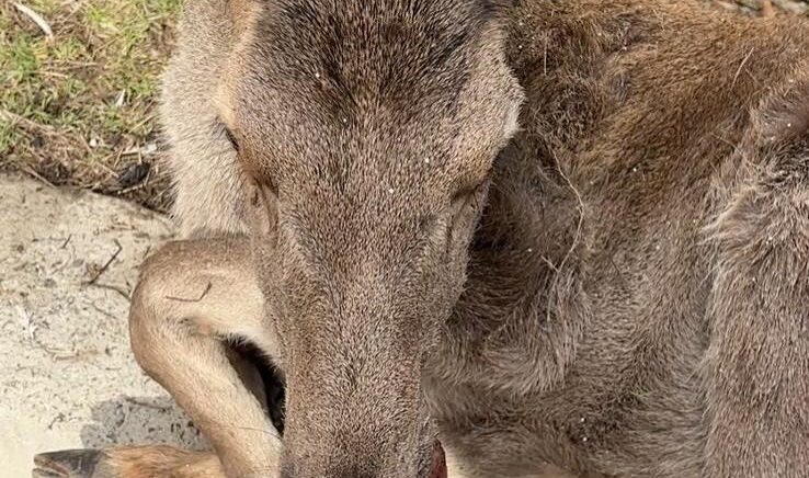 boluda 3 ayda 15 yaban hayvani tedavi edilerek dogaya salindi KvQjcmIb