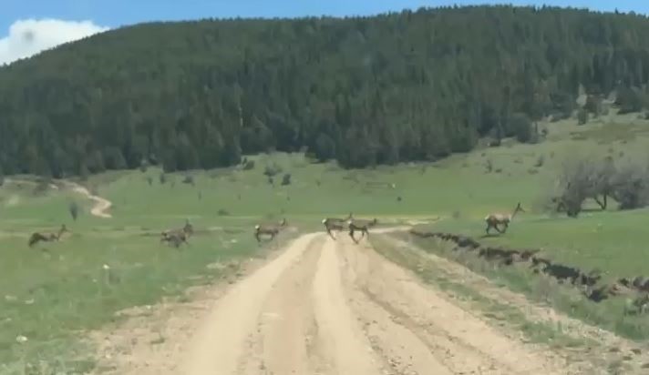boluda ceylan surusu goruntulendi Pzie9pqM