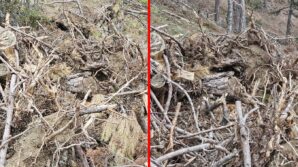 boluda nesli tehdit altindaki vasak ve yavrulari goruntulendi MKGVnZtY