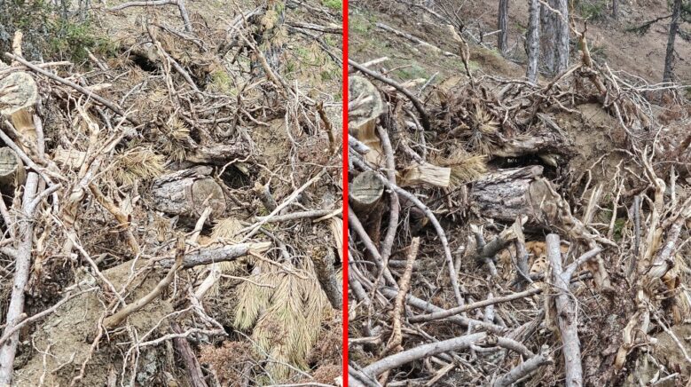boluda nesli tehdit altindaki vasak ve yavrulari goruntulendi MKGVnZtY