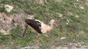 boluda yarali leylek tedavi altina alindi WSjqiHGg