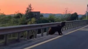 boluda yol kenarinda boz ayi ve yavrulari goruntulendi igtYLwdD