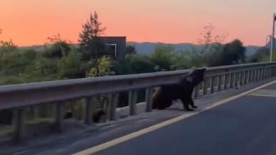 boluda yol kenarinda boz ayi ve yavrulari goruntulendi igtYLwdD