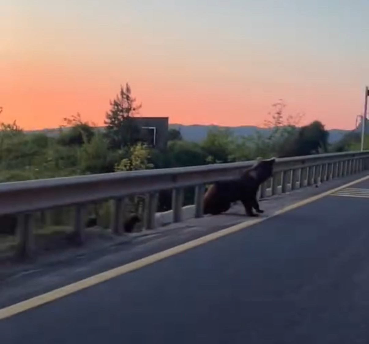 boluda yol kenarinda boz ayi ve yavrulari goruntulendi igtYLwdD