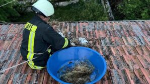 catida mahsur kalan yavru leylekler itfaiye tarafindan kurtarildi 7FUFXLJR